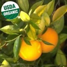 SUNKIST organic grown with BEYOND