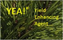 click for more information about YEA!